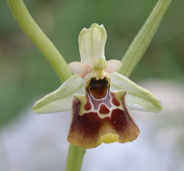 Ophrys fuciflora